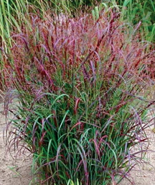 Proso rózgowate (Panicum virgatum) Praire Sky